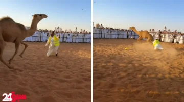طرح الحاشي.. شاب يصرع قعوداً هائجاً في مشهد ملحمي بعد محاولات فاشلة